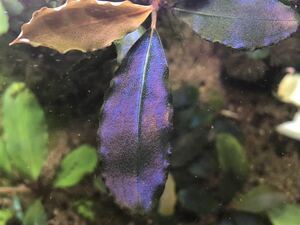 【LA便】1円スタート Bucephalandra ブセファランドラ Murung raya ムルンラヤ LA0515-03 水草 熱帯植物