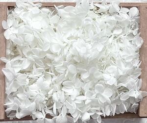  preserved flower pillar mid hydrangea 20g rom and rear (before and after) pure - white 