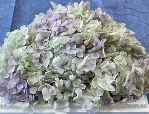  preserved flower hole bell hydrangea 20g rom and rear (before and after) clear green purple 