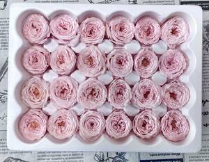  preserved flower 2-3cm 24 wheel garden rose Sakura pink 