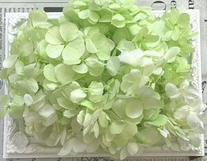  preserved flower Atlantis hydrangea 20g rom and rear (before and after) green white 