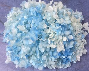  preserved flower hole bell hydrangea 20g rom and rear (before and after) white blue 