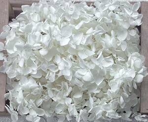  preserved flower hole bell hydrangea 20g rom and rear (before and after) white 