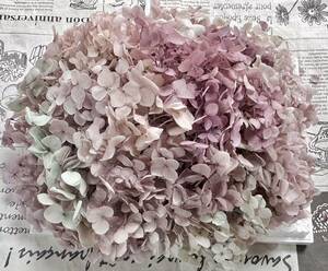  preserved flower hole bell hydrangea 20g rom and rear (before and after) powder lilac MIX