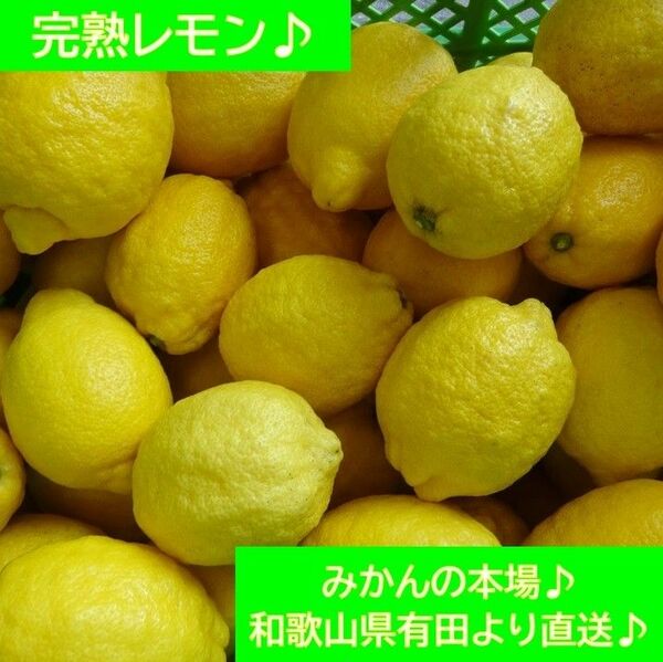 完熟レモン♪ 4kg♪ 和歌山県有田より♪ 農家直送♪ 正味重量4kg♪ 半年以上農薬不使用♪