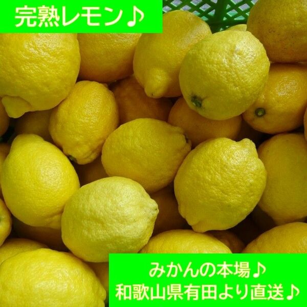 完熟レモン♪ 8kg♪ 和歌山県有田より♪ 農家直送♪ 正味重量8kg♪ 半年以上農薬不使用♪