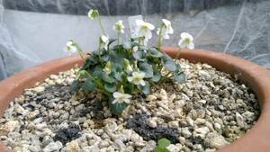 山野草・高山植物　知床スミレ