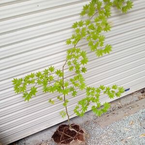 コハウチワカエデ 山採り