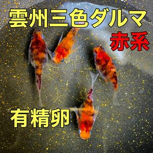 【赤】雲州三色 ダルマ 三色透明鱗 メダカ 有精卵 20個