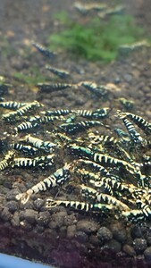 ki10-2 King ..9 pcs + compensation for 1 pcs =10 pcs brand shrimp Galaxy Zebra series selection another leak black . shrimp &Bsss