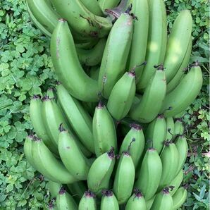 石垣島産　　台湾バナナ