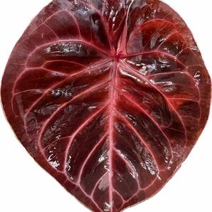 アンスリウム Anthurium ' Mystic A88 ' × ' Red dark phoenix ' 交配実生株の画像4