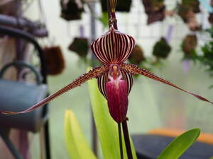 05/03 Paph.rothschildianum'Mont Millais'FCC/RHS ラスト株 開花中 洋蘭 パフィオ ロス 多花性