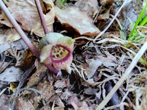 ウスバサイシン　山野草　3株　カンアオイ_画像4