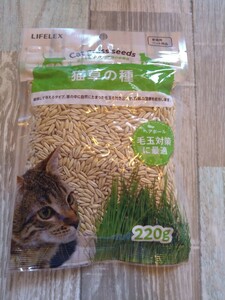 猫草の種　猫草のタネ　犬猫　毛玉吐き出し　毛玉配慮　胃腸の健康維持　無農薬⑮