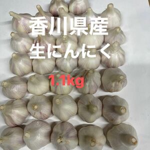 香川県産生ニンニクＭサイズ　1.1kg