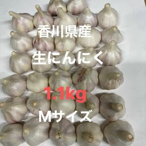 香川県産生ニンニクＭサイズ　1.1kg