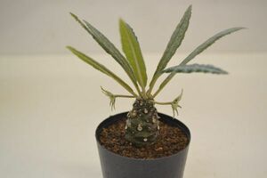 ドルステニア　クリスパ　ランキフォリア　DORSTENIA crispa v lancifolia