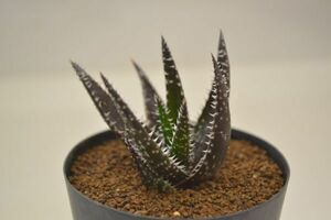 アロエ　ブラックレディ　　ALOE 'Black Lady'