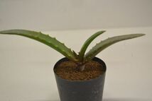 アロエ　カメロニー変種 ボンダナ　ALOE cameronii var.bondana_画像1