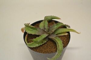 アロエ　ロマトフィルム sakarahaensis v pallida　 ALOE-LOMATOPHYLLUM sakarahaensis v pallida