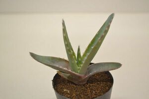 アロエ　ブレビフォリア　デプレッサ　ALOE brevifolia var depressa