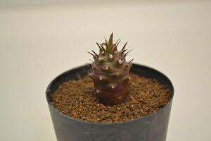 ユーフォルビア　パキポディオイデス　EUPHORBIA pachypodioides