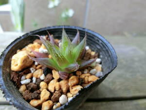 レイトニー　ハオルチア 観葉植物 多肉植物　