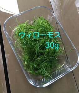 水草 ウィローモス 30g