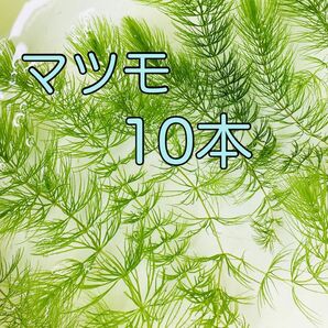 水草 マツモ 10本＋α