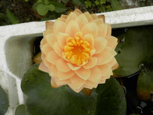 b веревка b ride средний рассада корень .9cm выдерживающий холод температура obi водяная лилия оранжевый цветок orange цвет серия эта 2