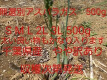 アスパラガス千葉県産　500gサイズいろいろ細～太　SM L 2L 3L　　即決あり　送料込み_画像1