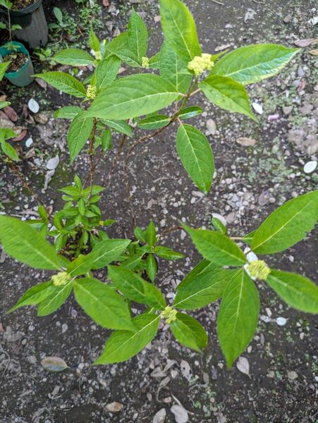 幻のアジサイ☆シチダンカ 2ポット 匿名配送 紫陽花 あじさい 花