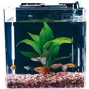 ★熱帯魚飼育セット★ テトラ () スマート熱帯魚飼育セットSP-17TF (水槽容量 5L) 水槽 アクアリウム サカナ