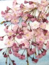 ☆押し花素材☆枝垂れ桜（しだれ桜）さくらの花と枝☆26サイズ_画像2