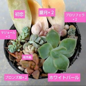 【多肉植物】初恋、ホワイトパール、プロリフェラなど　根つき苗