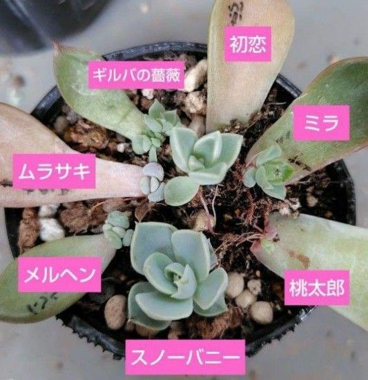 【葉挿し】ギルバの薔薇　桃太郎など　7種類