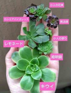 【多肉植物】アエオニウム　7種類カット苗セット