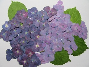 D-3 Pink Purple Hydrangea