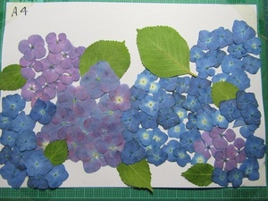 C-13 with translation purple . flower various 