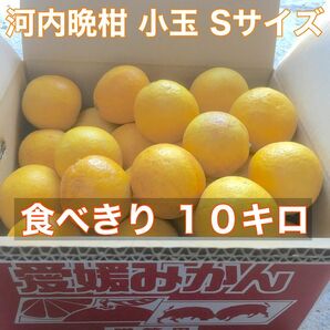 愛媛産 吉田町 河内晩柑 10キロ Sサイズ（箱込み！）