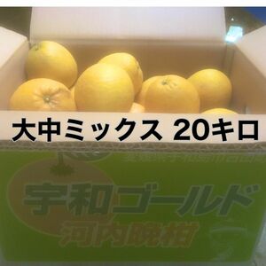 愛媛産 吉田町 河内晩柑 20キロ 大きさ 大・中玉（箱込み重量）