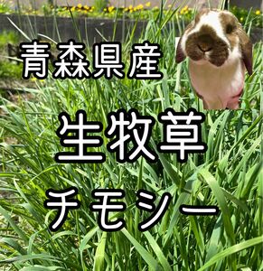 青森県産 生牧草 チモシー 250g