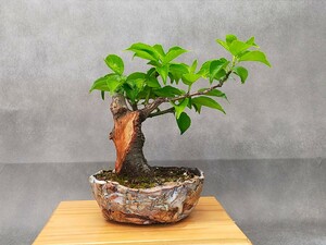  shohin bonsai слива месяц .книга@ год цветение ...