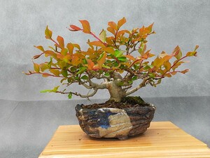 小品盆栽　サルスベリ
