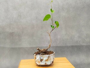 shohin bonsai голубой tsuzu черновой ji самка самец дерево комплект 