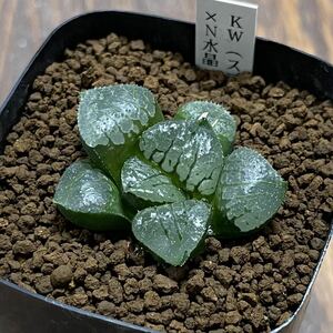 多肉植物　ハオルチア　KW(スプリング×コンプト)×N水晶コンプト　