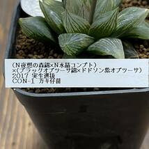 多肉植物　ハオルチア　(N夜想の森錦×N水晶コンプト)×(ブラックオブツーサ錦×ドドソン紫オブツーサ)2017実生選抜 CON-1 優良斑_画像7