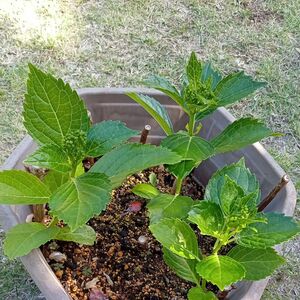 隅田の花火　紫陽花　挿し木苗　一株　つぼみ付き