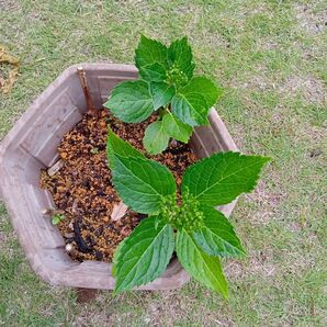 隅田の花火　紫陽花　挿し木苗　一株